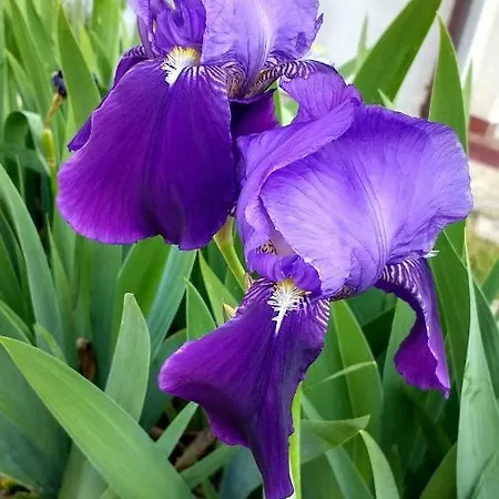 Apartmán Iris Croatica *