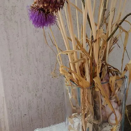 Iris Croatica